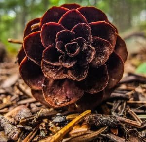 A pine cone unfurls like a forest rose on the Kingdom Woods Trail in Blue Hill, Maine. Its deep tones and layered form reveal the quiet elegance of nature’s smallest sculptures.