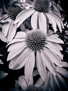A close study of coneflowers, their textured centers and flowing petals forming a natural harmony. Photographed in Blue Hill, Maine.