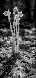 A cluster of ghostly Indian Pipes rises from the forest floor, echoing the stillness of early morning light. A quiet beauty whispered through the woods.