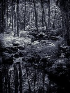 A tranquil black-and-white scene along Peters Brook Trail in Blue Hill, Maine, where the water reflects the forest’s stillness.