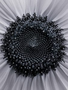 Black-and-white close-up photograph of a sunflower, showing the spiral seed pattern and surrounding petals, Blue Hill, Maine