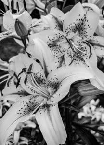 Graceful lilies in black and white, their spotted petals unfolding in quiet elegance.
