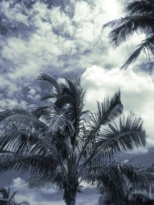 Palm fronds sway beneath a textured Florida sky, their delicate edges framed by drifting clouds in Venice, Florida.