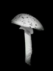 A single white mushroom in sharp black and white, isolated against a pitch-black background with textured detail on the cap and stem.