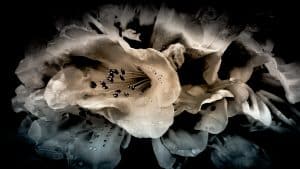 Black-and-white azalea bloom with a smoky, atmospheric flair at the Heritage Museums & Gardens in Massachusetts.