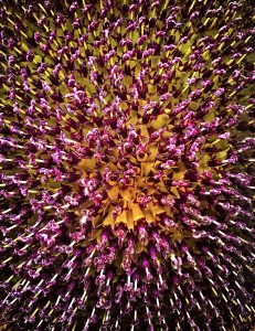 Flowers of the Sun unveils the hidden universe within a sunflower’s heart. Golden light radiates outward while vivid purple florets sparkle like stars in a cosmic dance.