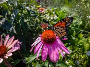 A monarch butterfly with orange, black, and white wings perched on a pink coneflower at the Coastal Maine Botanical Gardens.